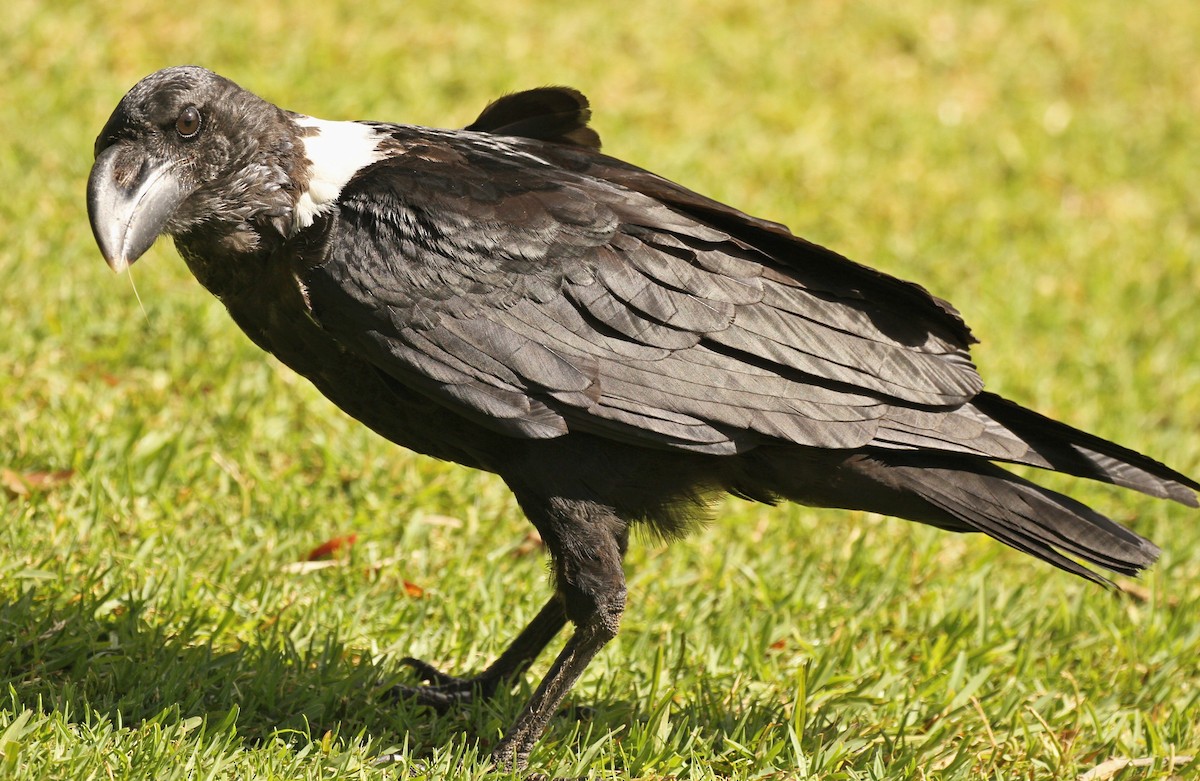 White-necked Raven - ML110459491