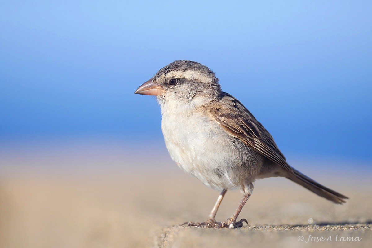 Cape Verde Sparrow - Jose Antonio Lama