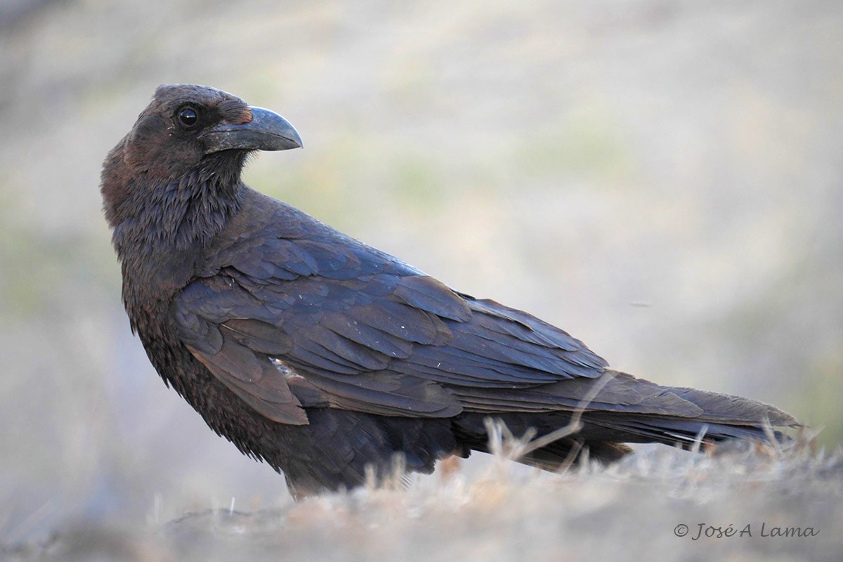 Brown-necked Raven - Jose Antonio Lama