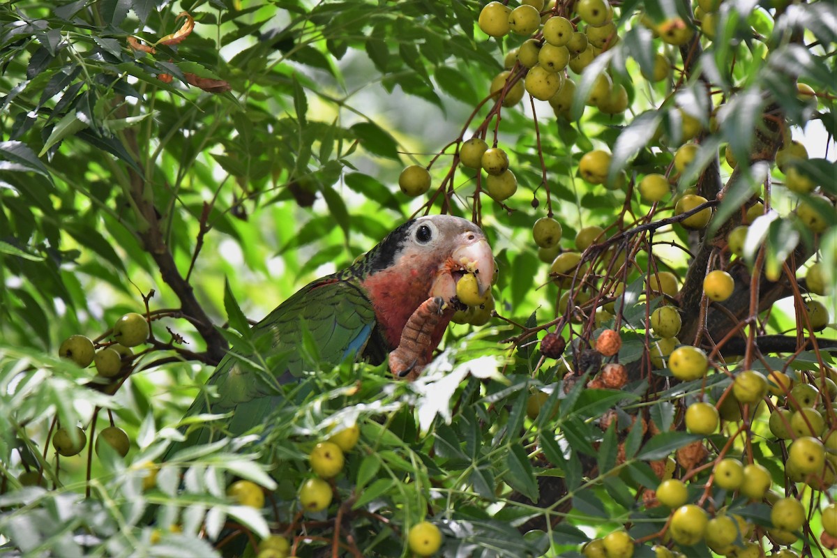 Cuban Parrot (Bahamas) - Christopher Johnson