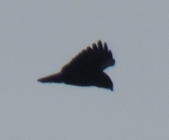 Black-and-chestnut Eagle - ML110462911