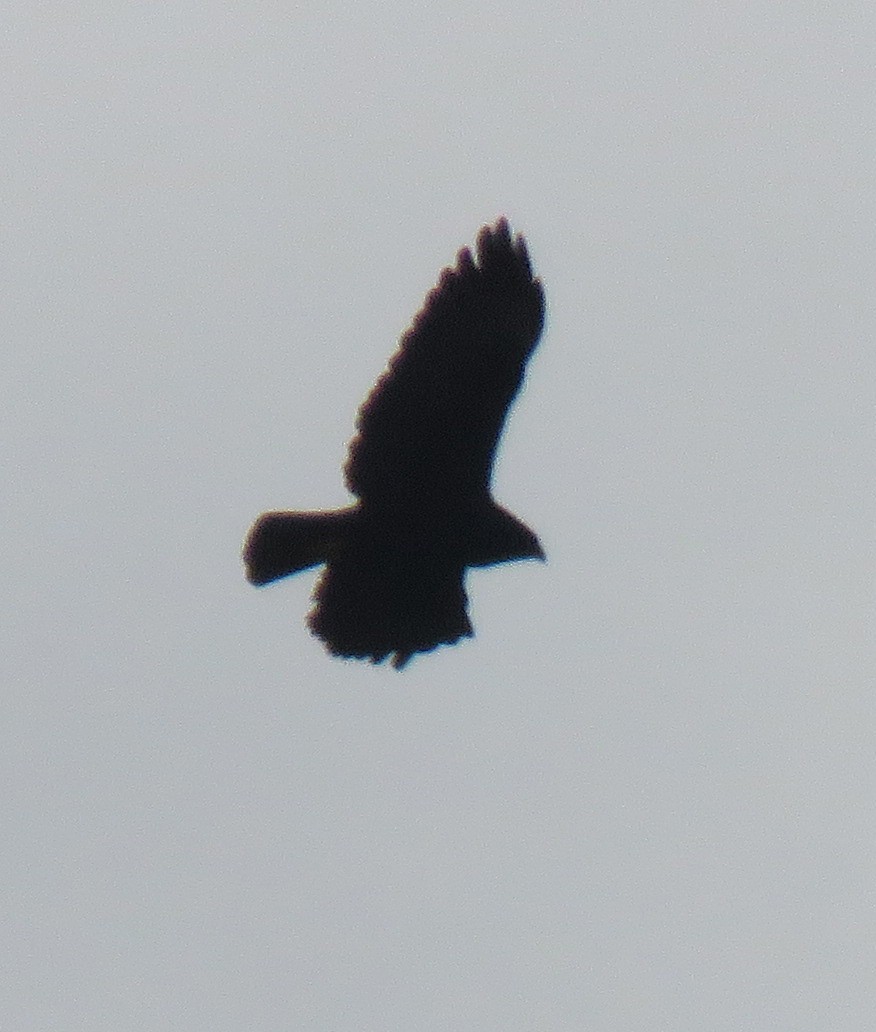Black-and-chestnut Eagle - ML110462931