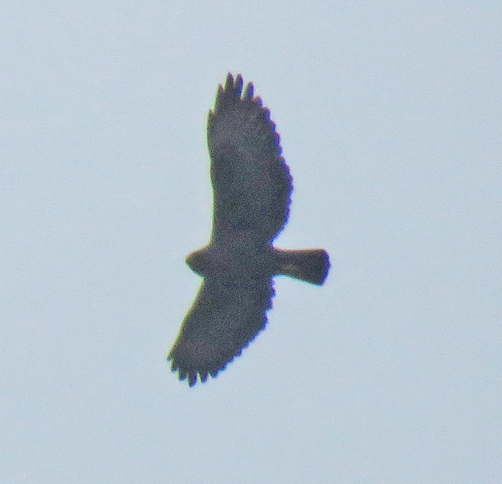 Black-and-chestnut Eagle - ML110462991