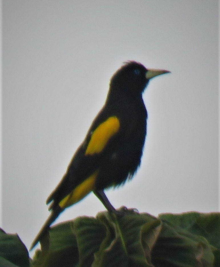 Yellow-rumped Cacique - ML110463241