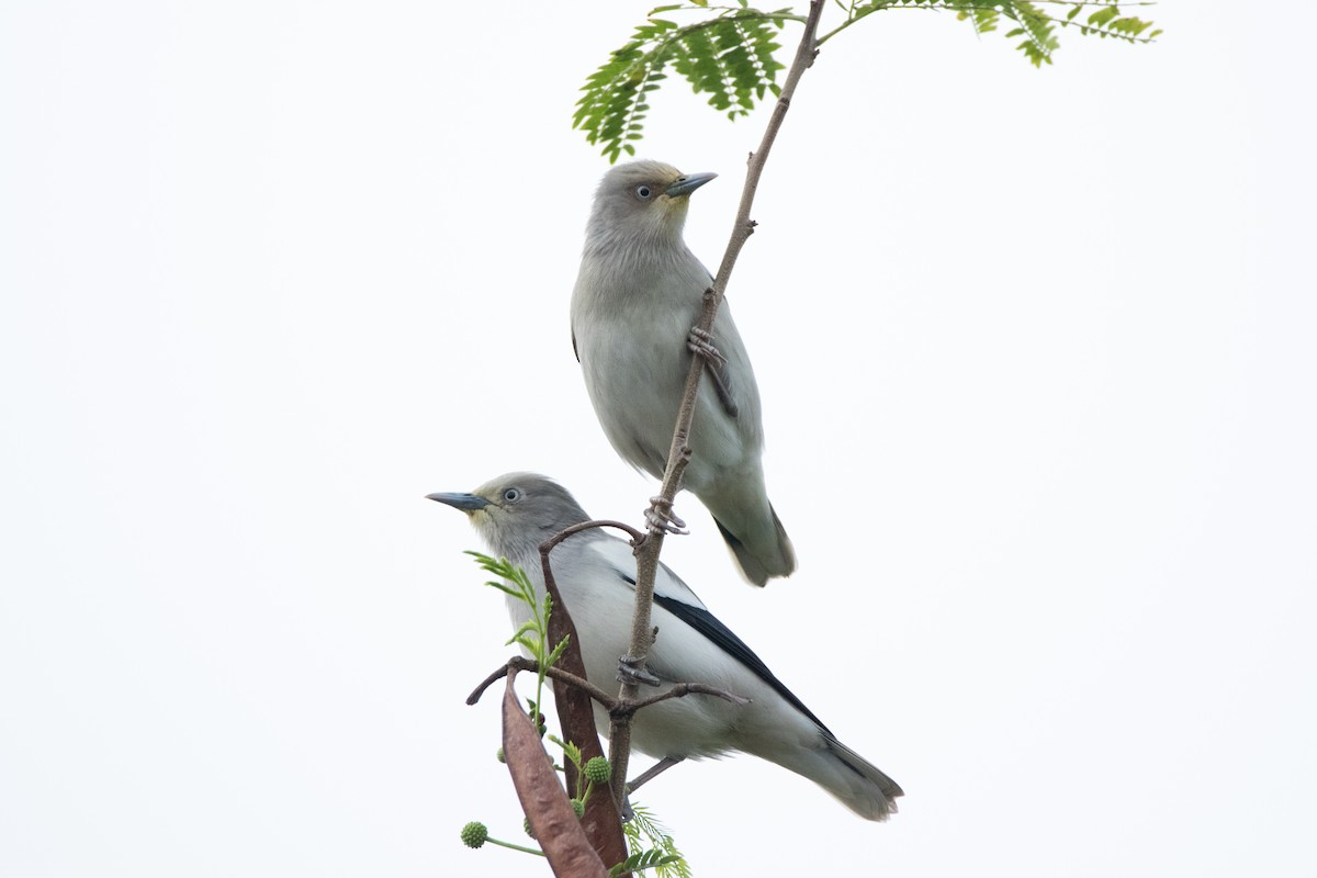 White-shouldered Starling - ML110463881