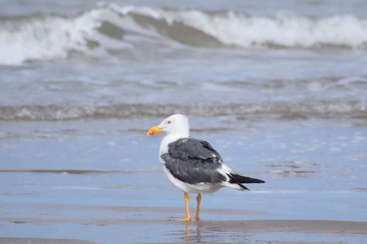 Yellow-footed Gull - ML110463891