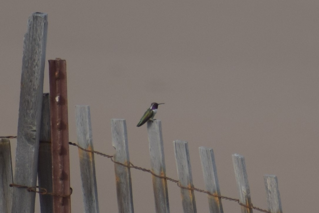 Costa's Hummingbird - ML110466581