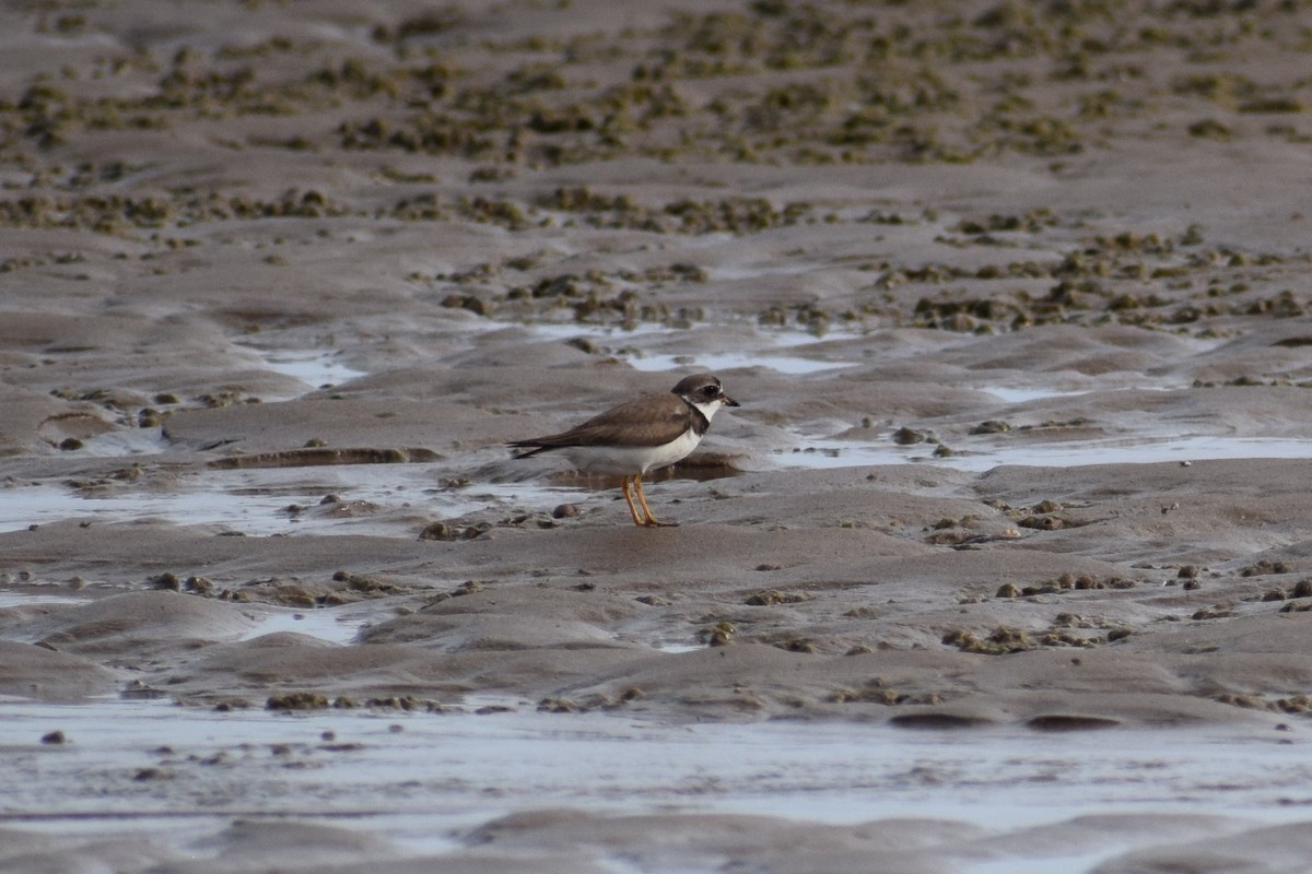 Semipalmated Plover - ML110467321