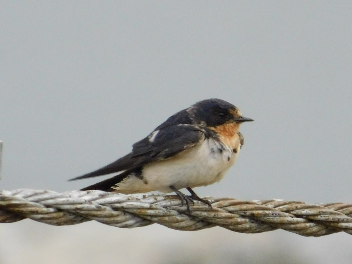 Barn Swallow - Luis Mendes