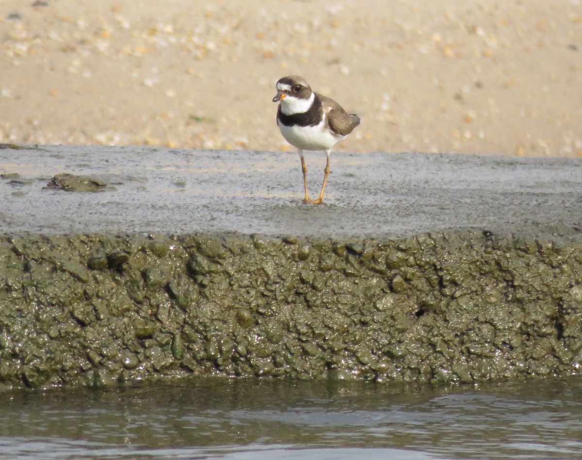 Semipalmated Plover - ML110467841