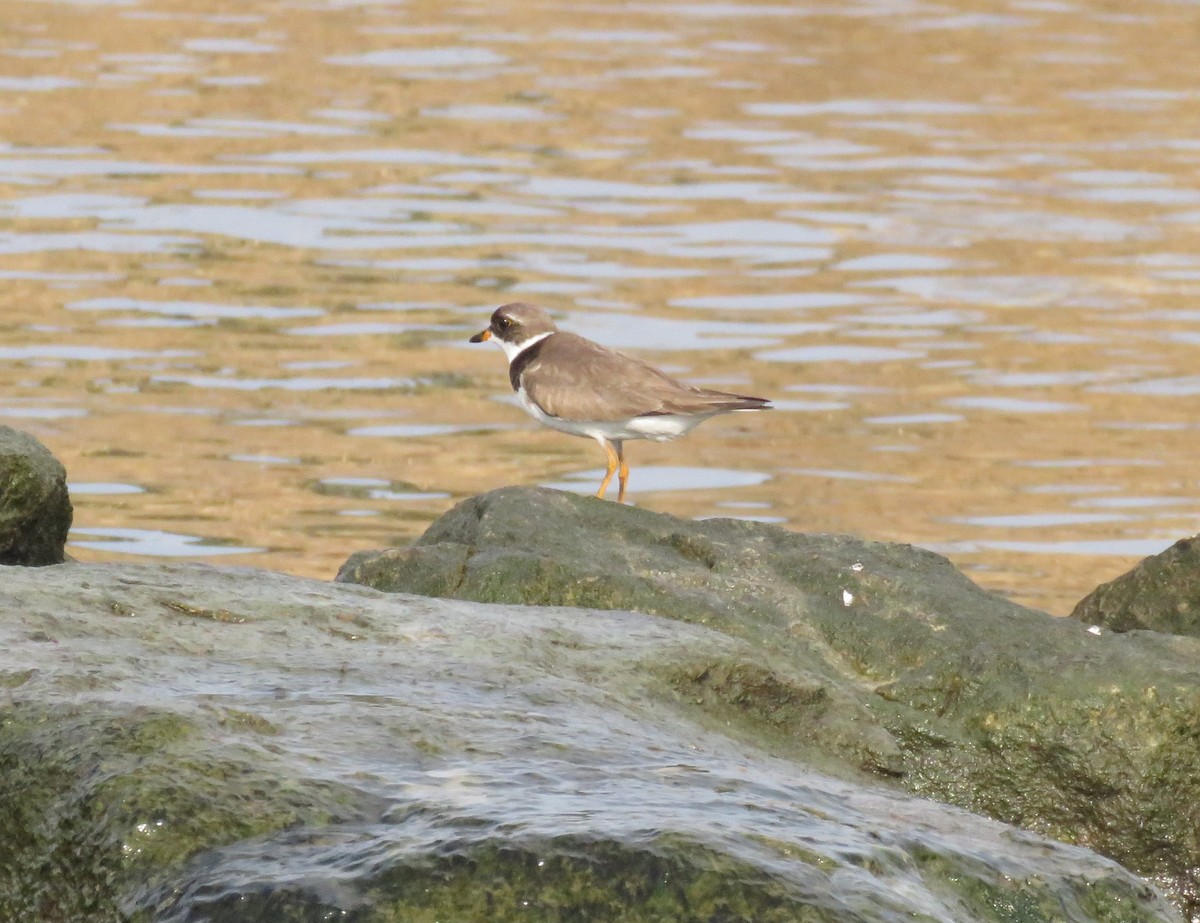 Semipalmated Plover - ML110467911