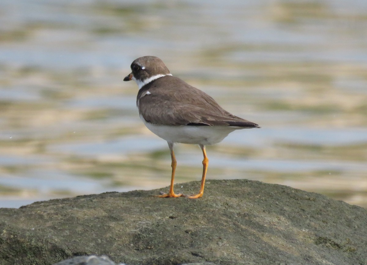 Semipalmated Plover - ML110467931