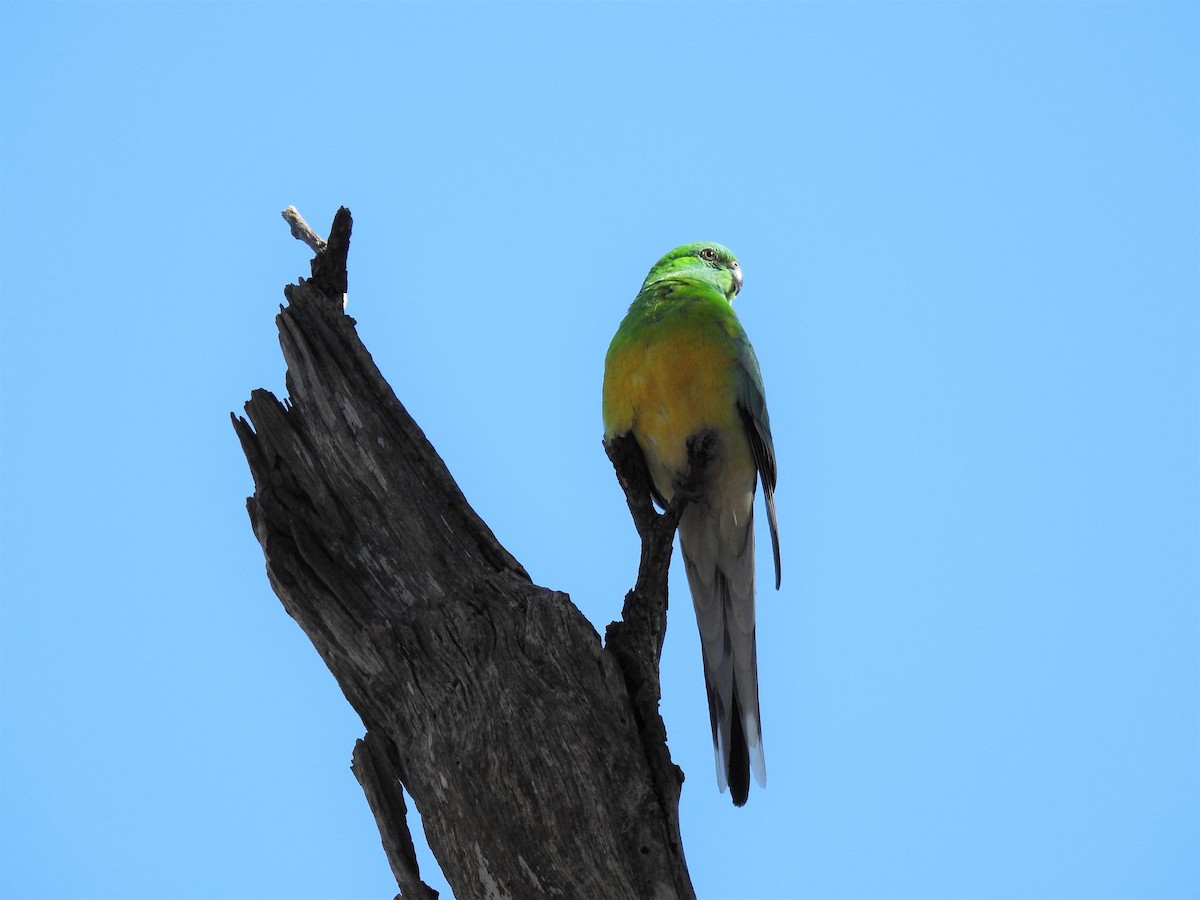 Red-rumped Parrot - ML110468151