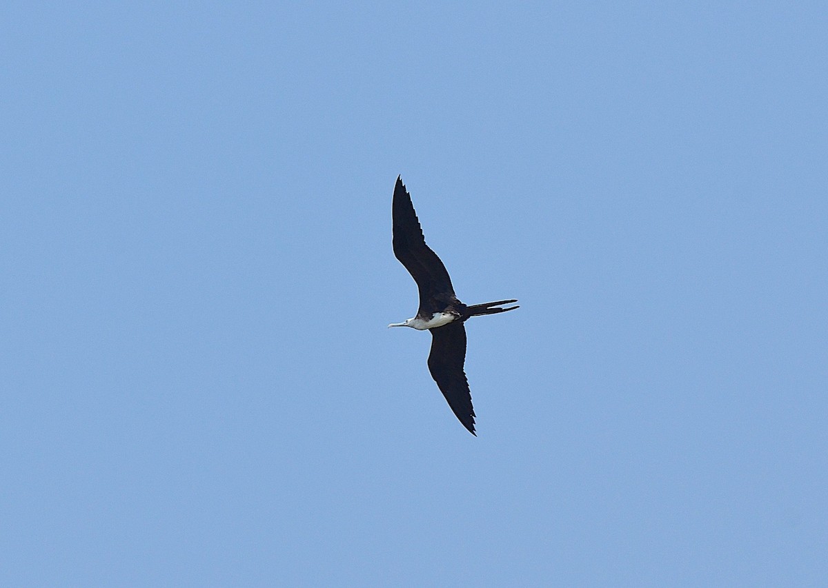 Magnificent Frigatebird - g.a. murayama