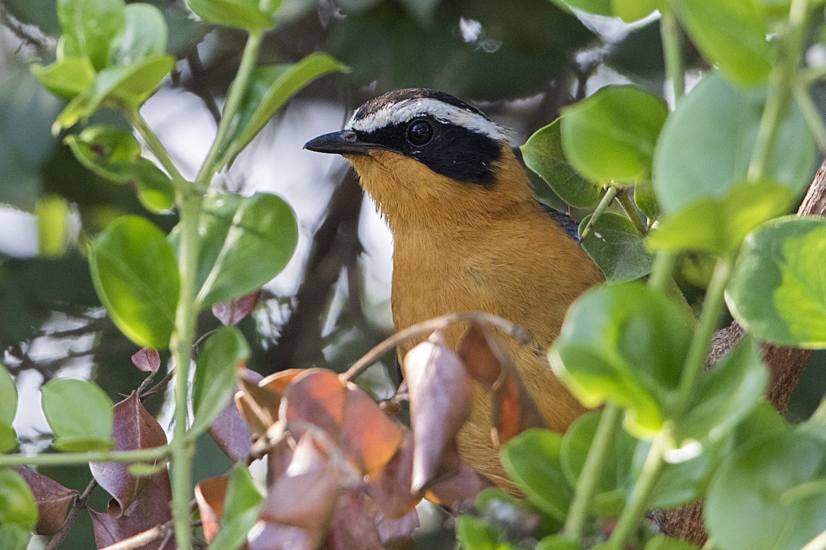 White-browed Robin-Chat - ML110477341