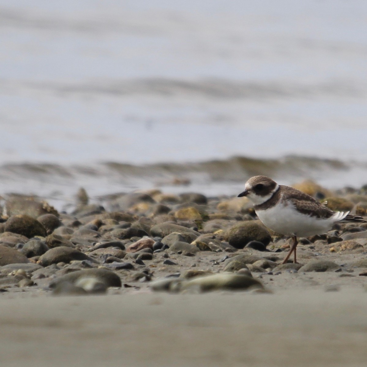 Semipalmated Plover - Katherine Collin