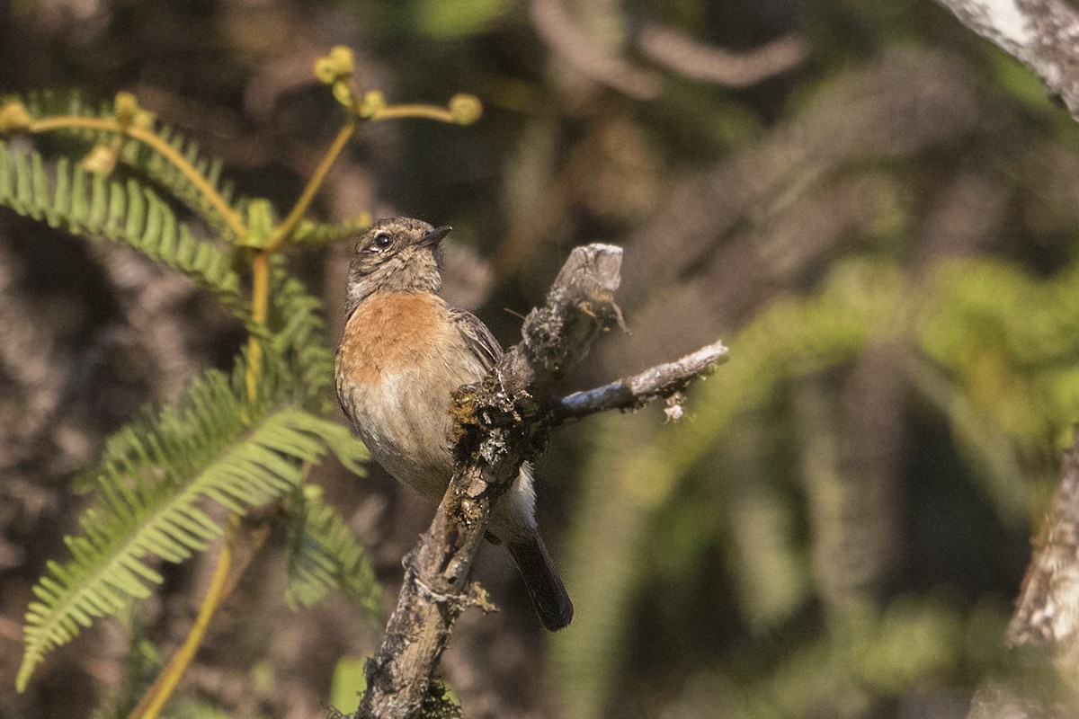 African Stonechat - ML110480851