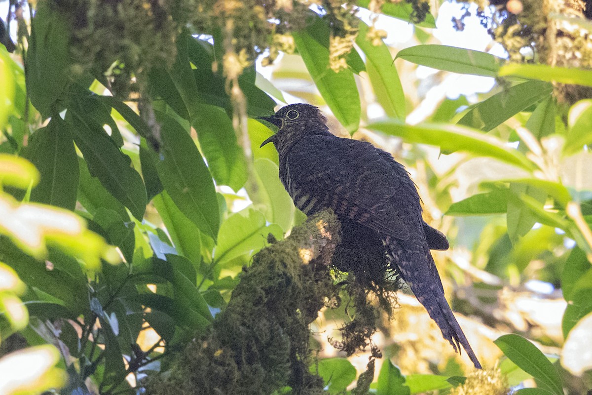Barred Long-tailed Cuckoo - ML110480991