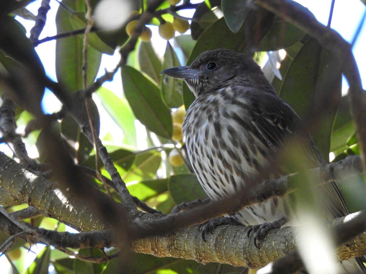 Australasian Figbird - Ana Paula Alminhana Maciel