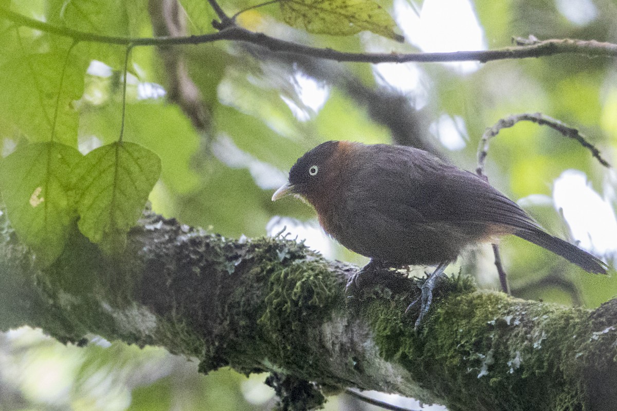 Red-collared Mountain-Babbler - ML110485311