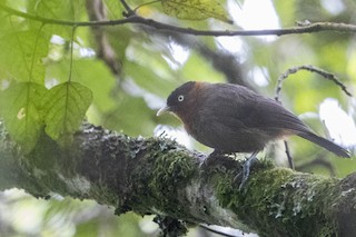  - Red-collared Mountain-Babbler