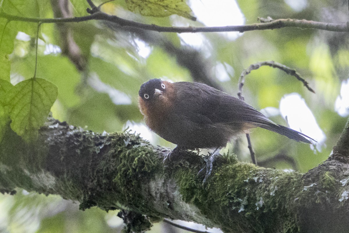 Red-collared Mountain-Babbler - ML110485331