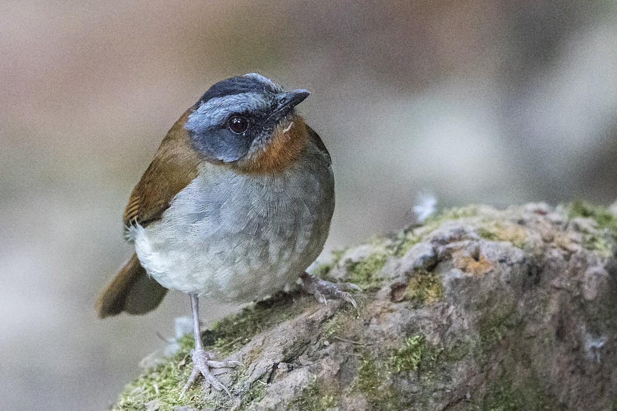 Red-throated Alethe - ML110485581