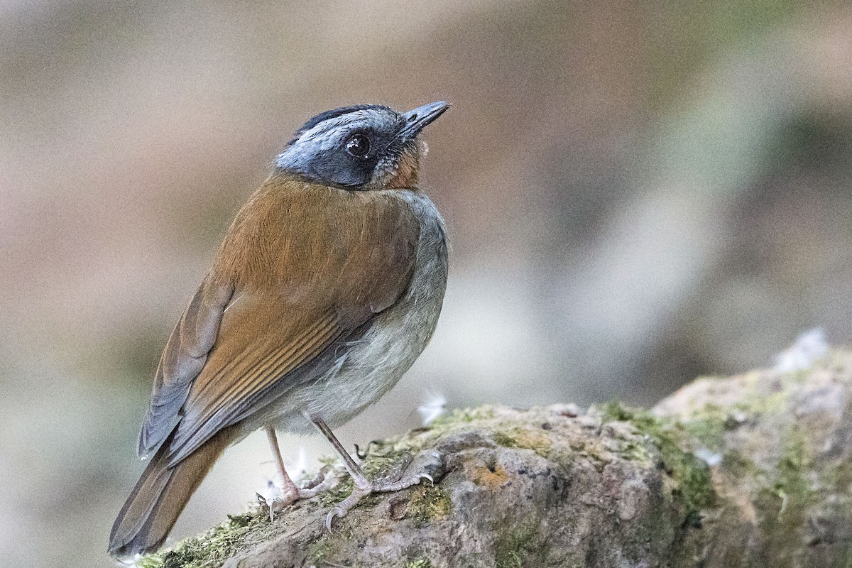 Red-throated Alethe - ML110485601