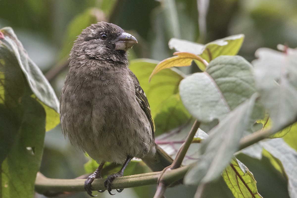 Thick-billed Seedeater - ML110485871