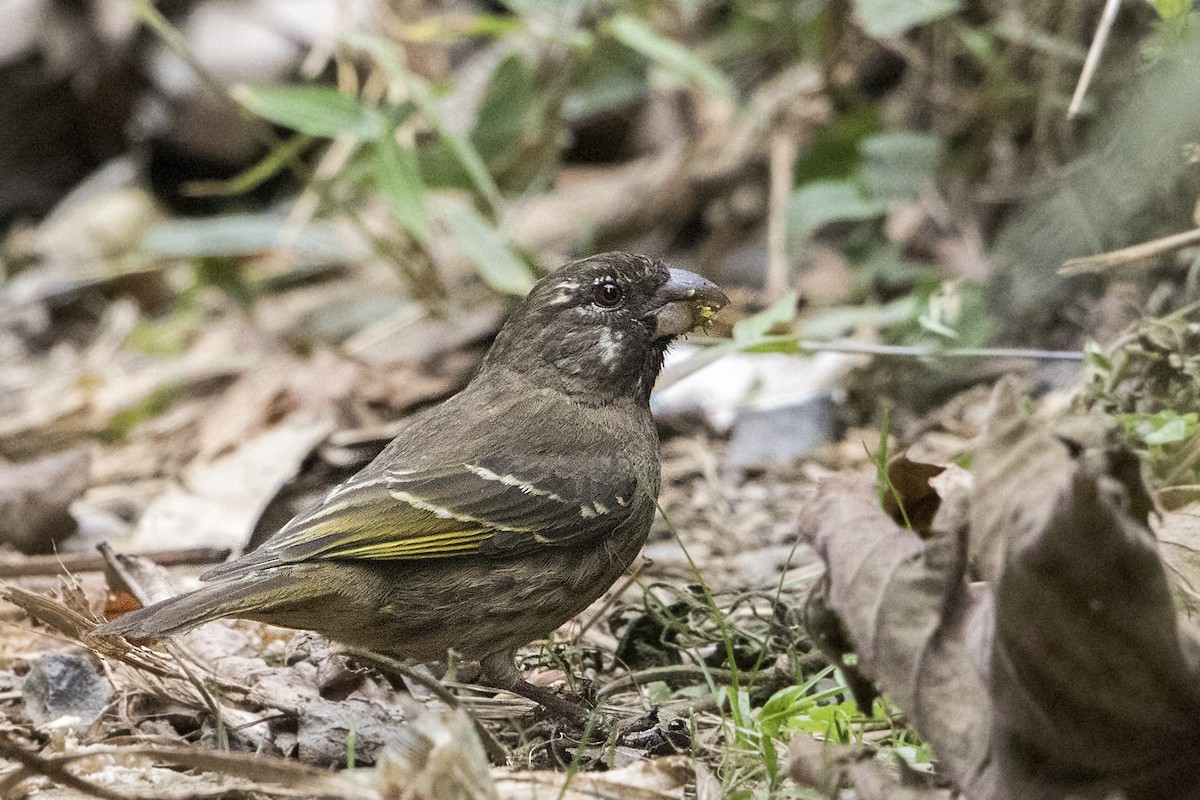 Thick-billed Seedeater - ML110485881