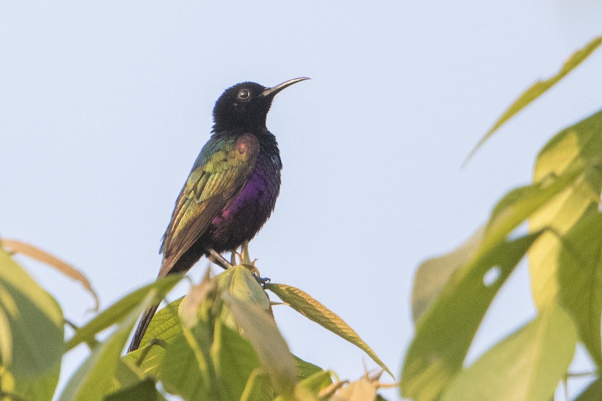 Purple-breasted Sunbird - ML110487511