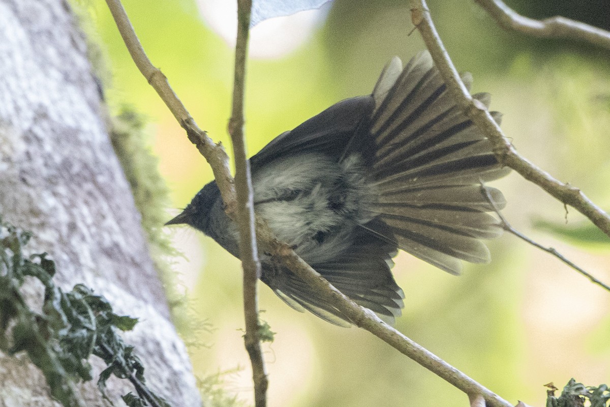 White-bellied Crested Flycatcher - ML110487951