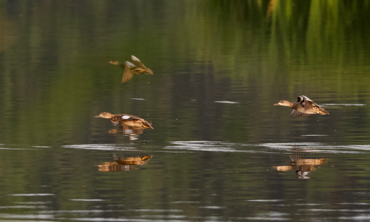 Blue-winged Teal - ML110492251
