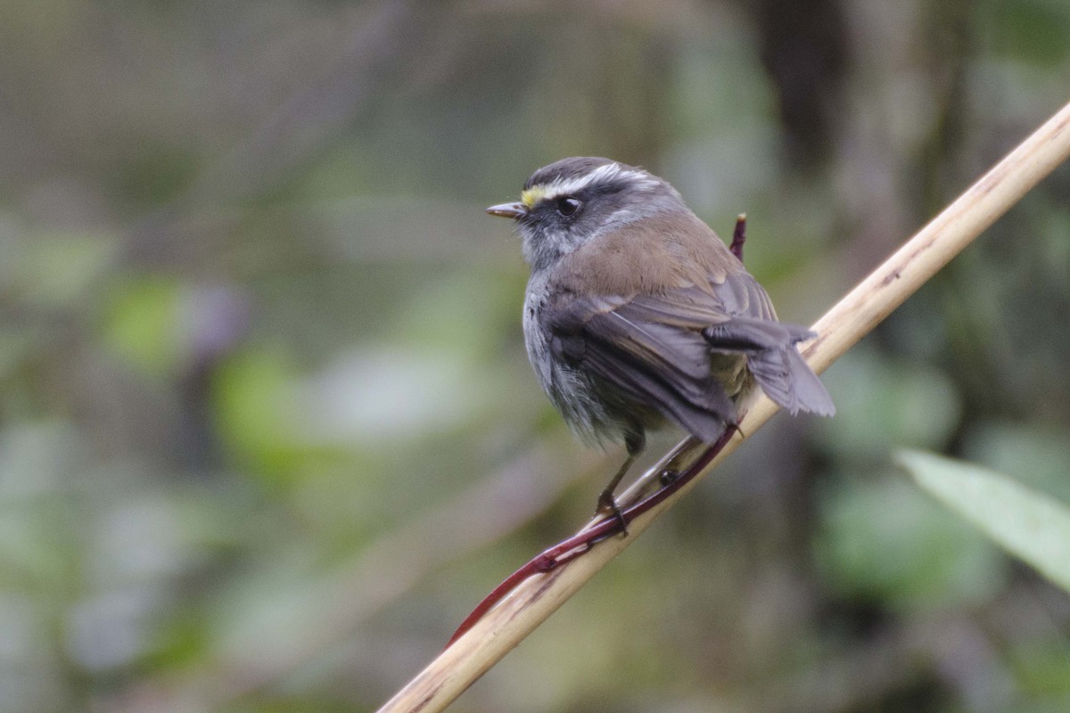 Crowned Chat-Tyrant - ML110492381