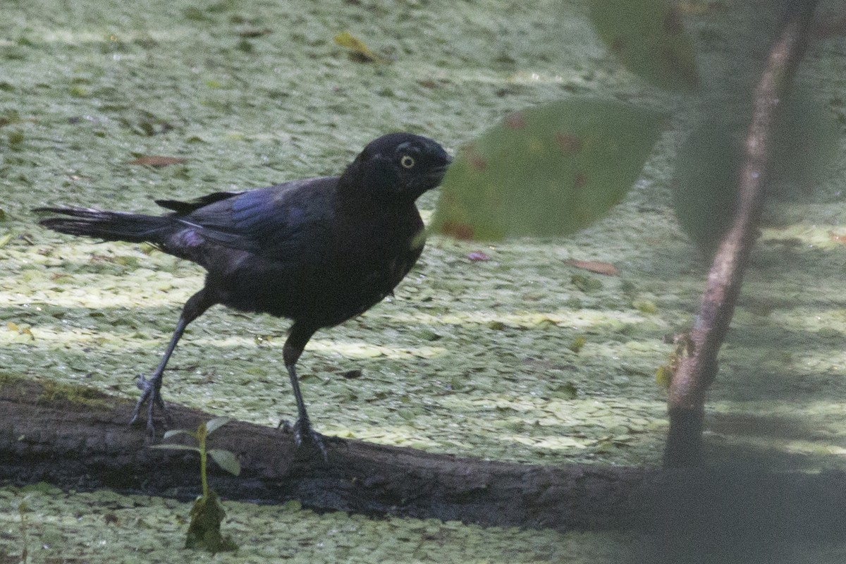Common Grackle - Mick McCarty