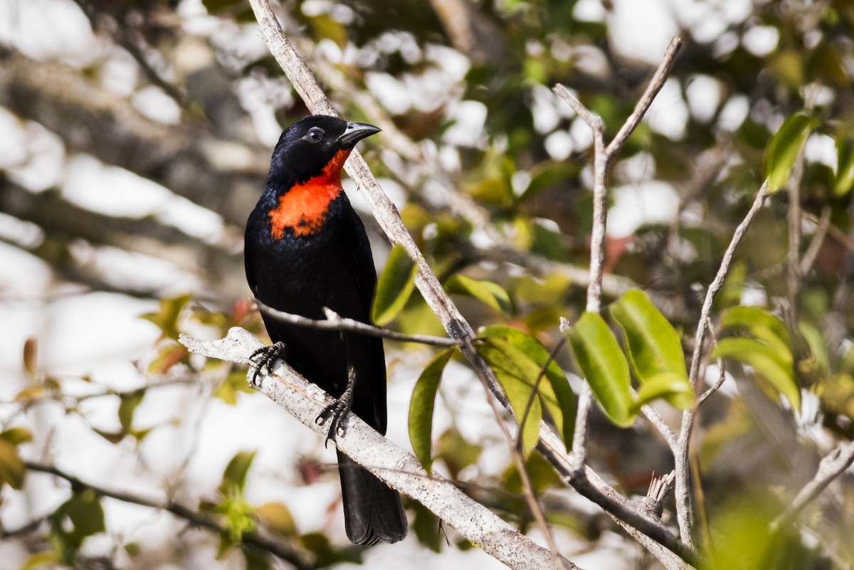 Scarlet-throated Tanager - ML110492861