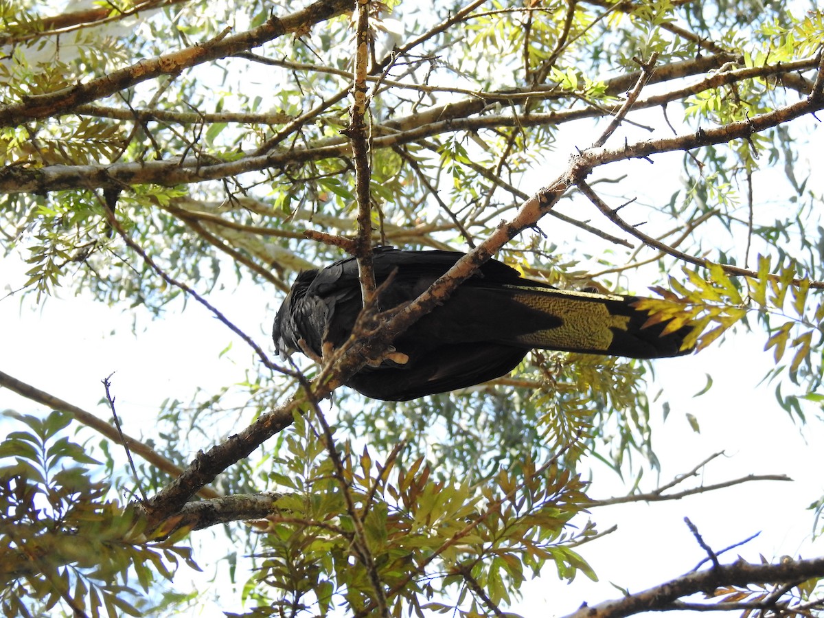 Yellow-tailed Black-Cockatoo - Ana Paula Alminhana Maciel