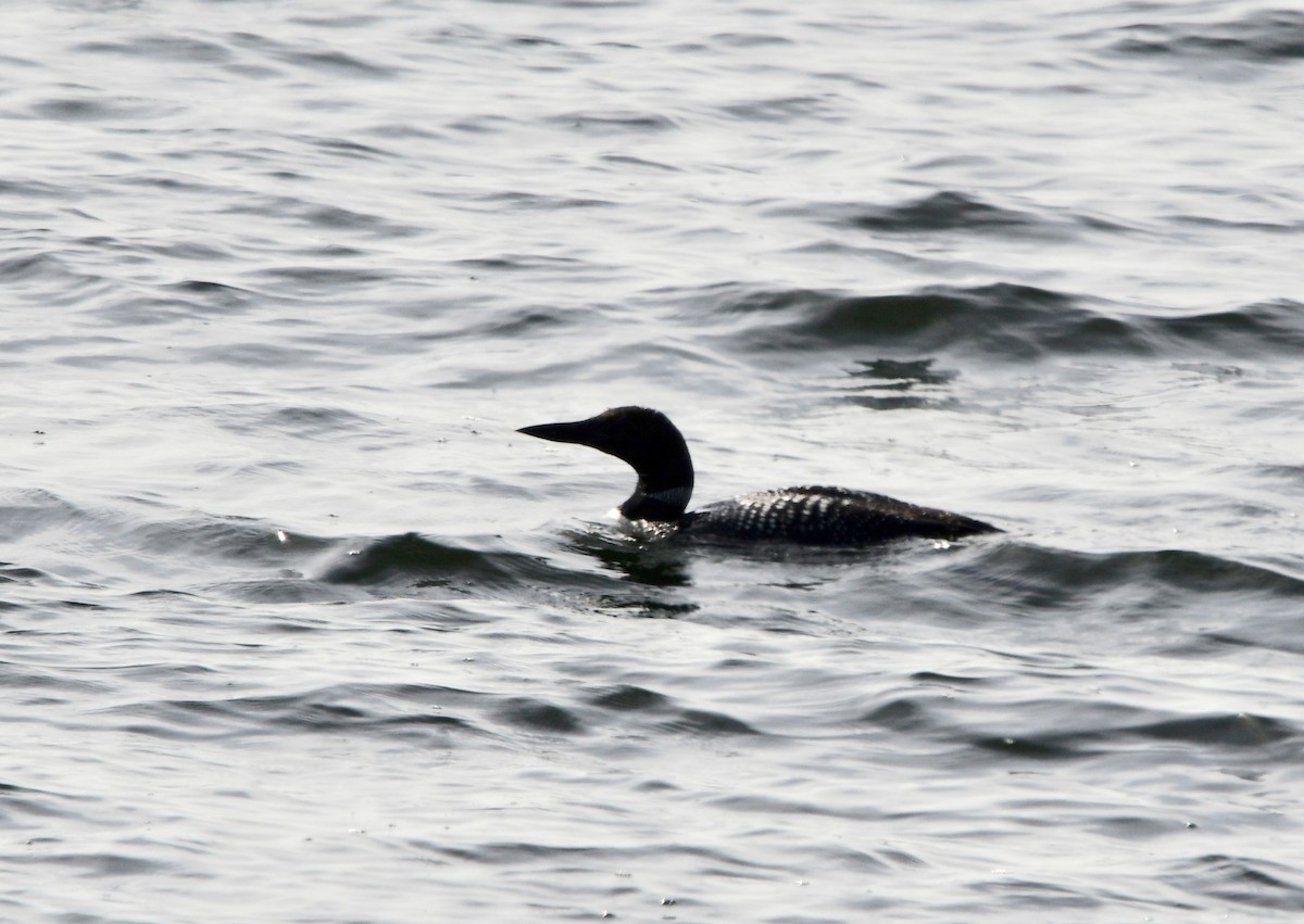 Common Loon - George Ross