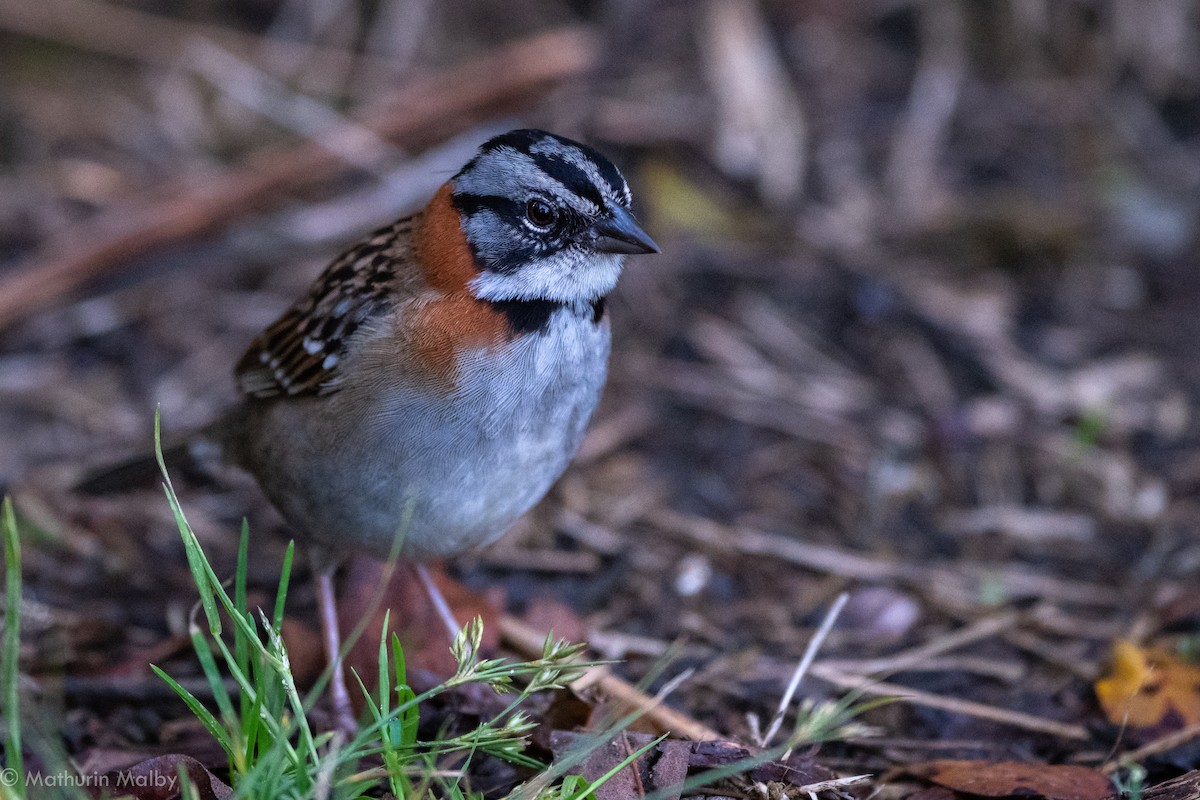 Rufous-collared Sparrow - Mathurin Malby