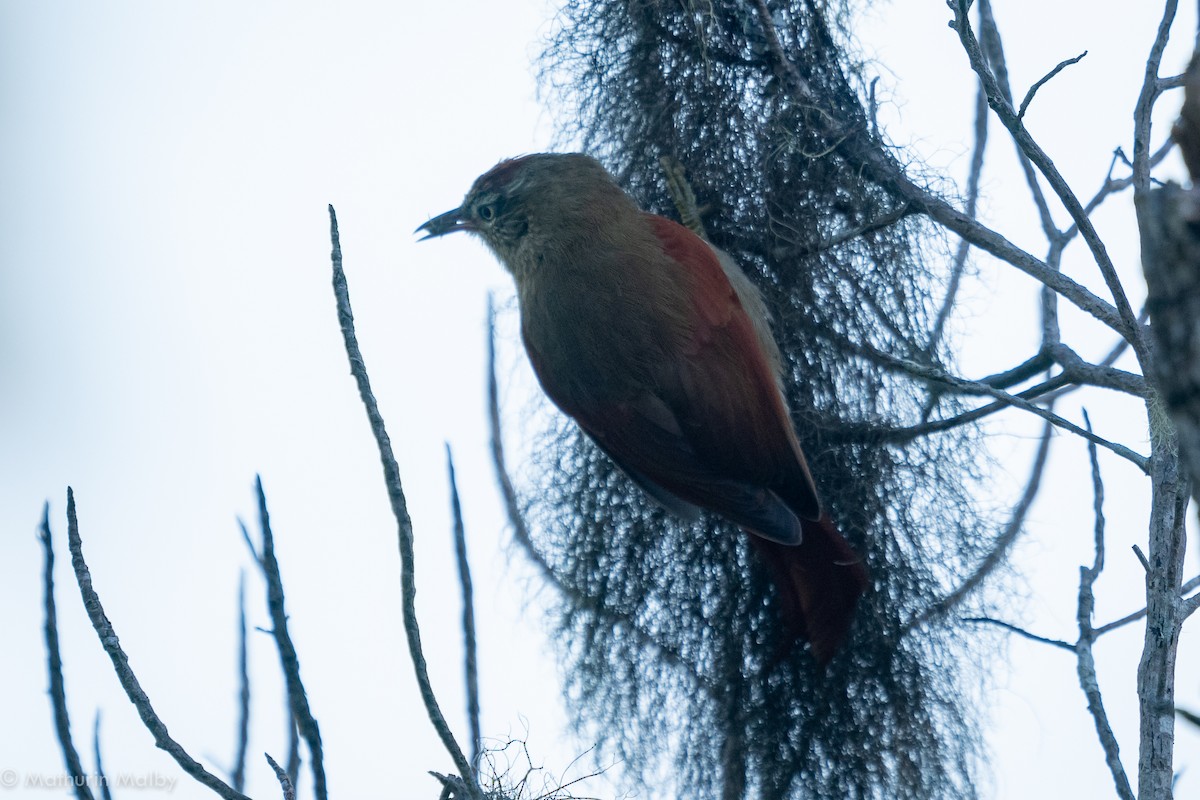 Streak-capped Spinetail - Mathurin Malby