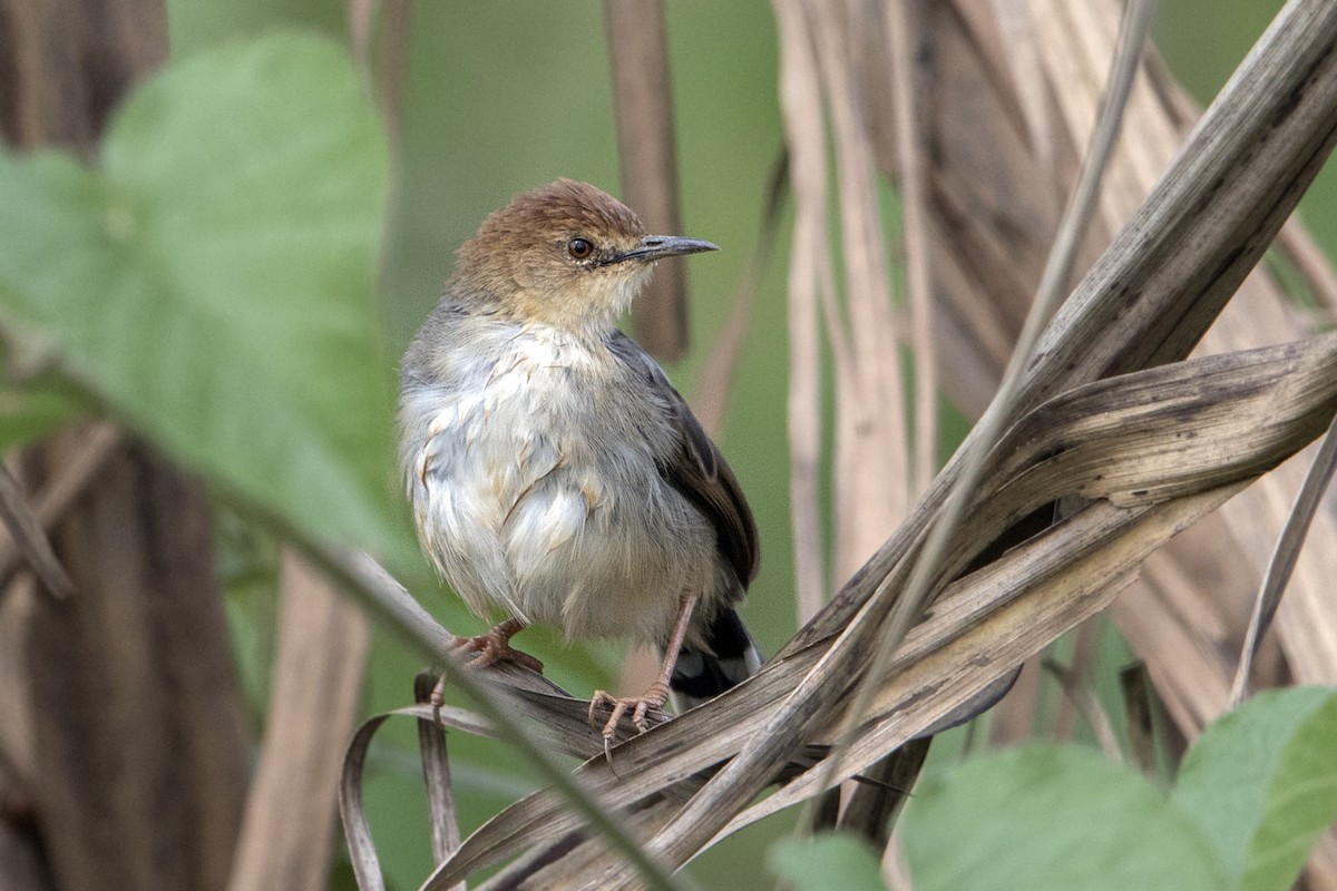 Carruthers's Cisticola - ML110495921