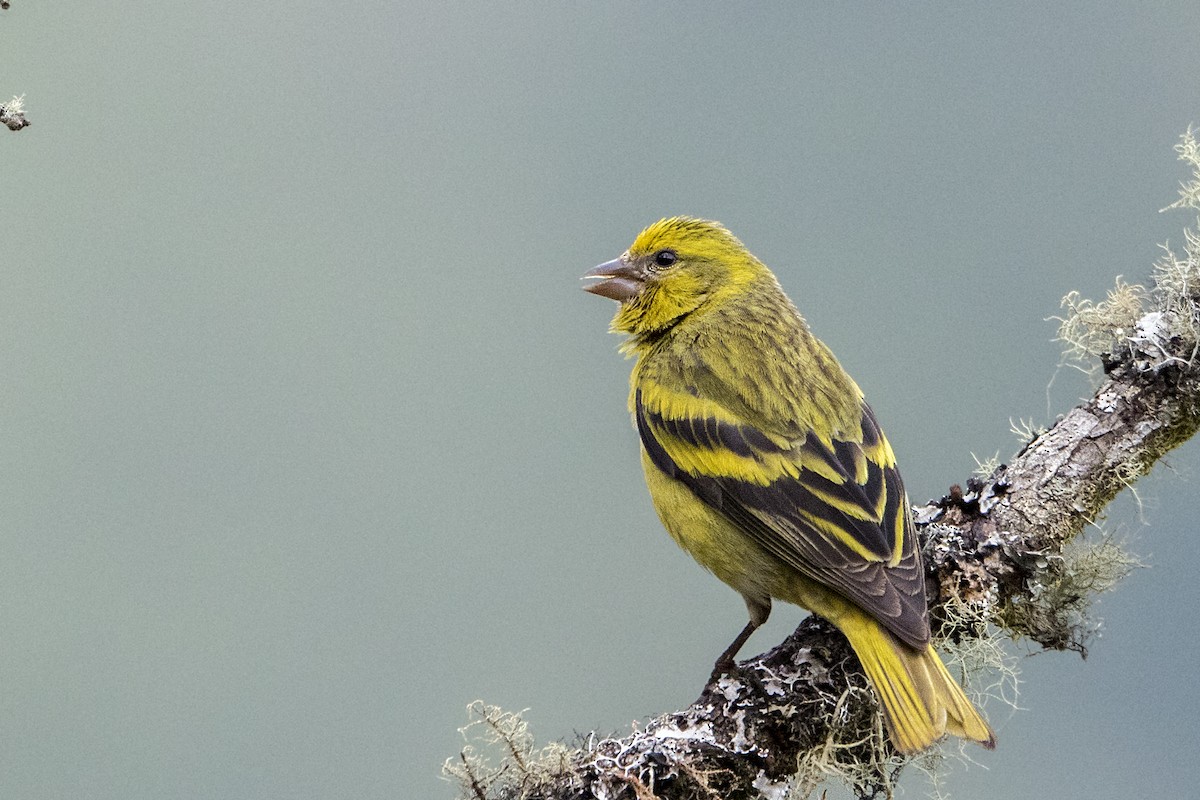 Yellow-crowned Canary - Bradley Hacker 🦜