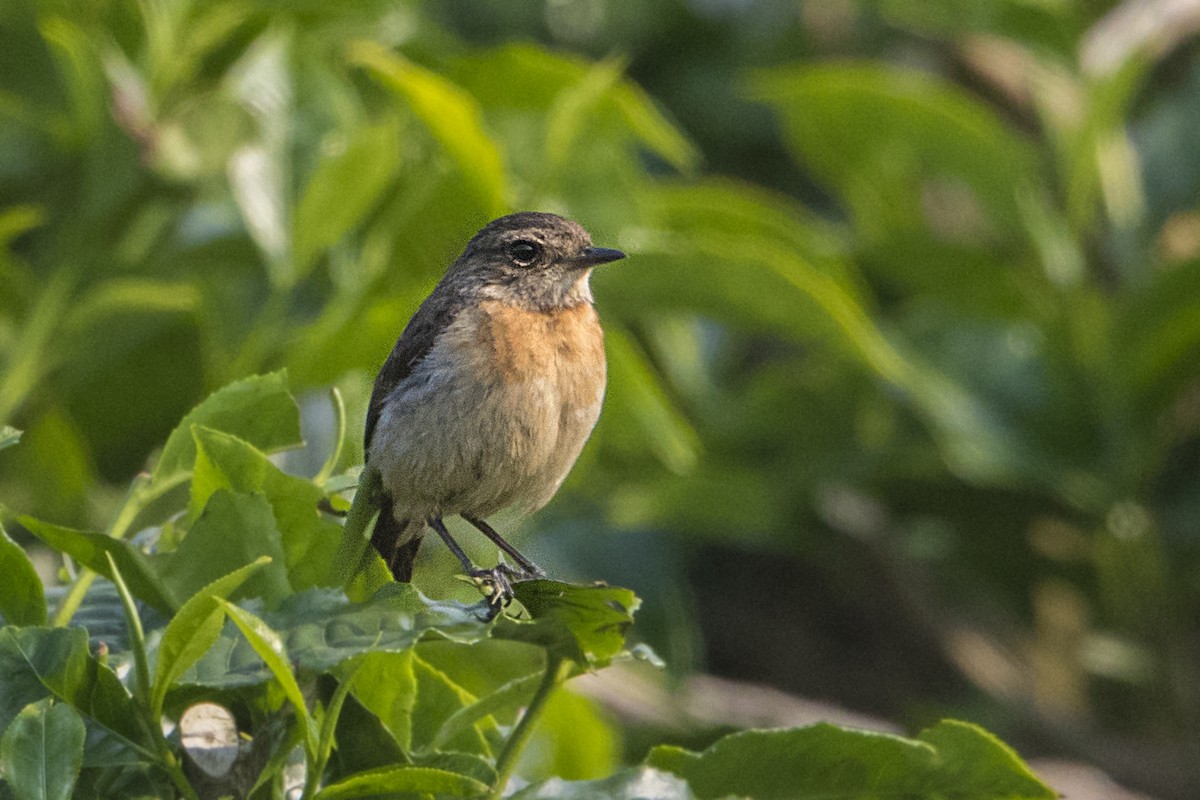 African Stonechat - ML110498111