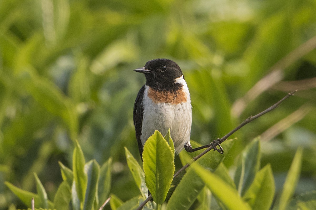 African Stonechat - ML110498121