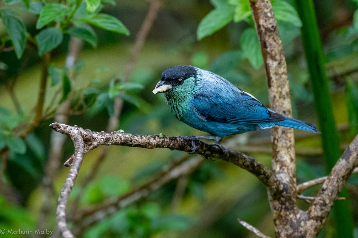 Black-capped Tanager - Mathurin Malby
