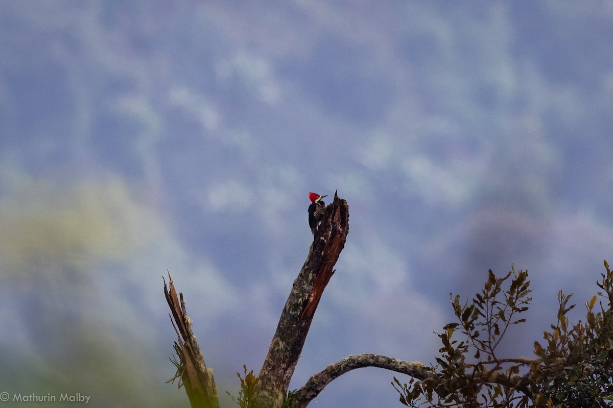 Crimson-crested Woodpecker - Mathurin Malby