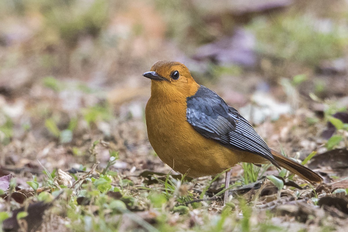 Red-capped Robin-Chat - ML110498551