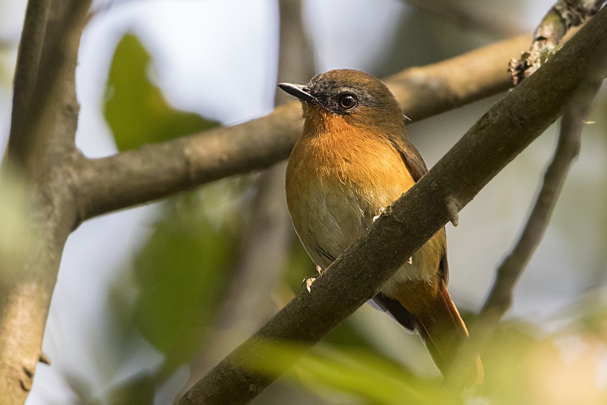 White-bellied Robin-Chat - ML110498601