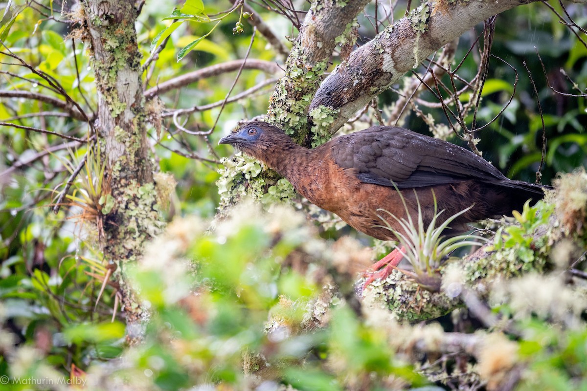 Sickle-winged Guan - Mathurin Malby