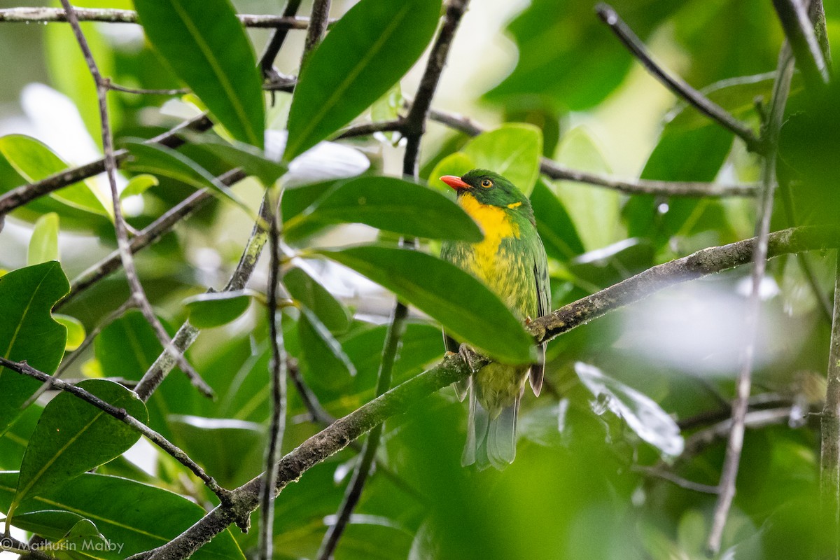 Golden-breasted Fruiteater - Mathurin Malby